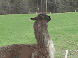https://popandglug.com/wp-content/uploads/2014/03/53476-llama-cant-deal-with-it.gif